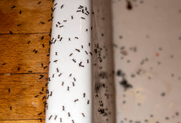 Best Mosquito Control Services  in Western Springs, IL